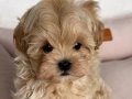 Ev ortami doğumlu toypoodle bebekler 