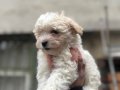 Beyaz renk toypoodle