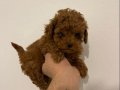Avuç İçi Kadar Kızıl Poodle Dişi | 1 Kg Civarı Kalır