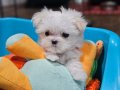 Minyatür Korean maltese 