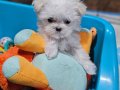 Minyatür Korean maltese 