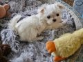 Minyatür Korean maltese 
