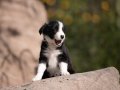 Ev Bebekleri Border Collie