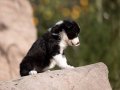 Ev Bebekleri Border Collie