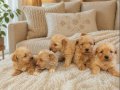 Mini Korean Maltipoo 2 kg 