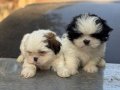 Shih Tzu Yavrularım