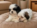 Shih Tzu Yavrularım