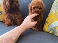 Uygun puanlı toy poodle safkan
