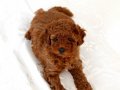 Uygun puanlı toy poodle safkan