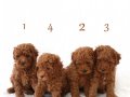 Uygun puanlı toy poodle safkan