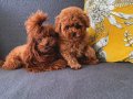 Uygun puanlı toy poodle safkan