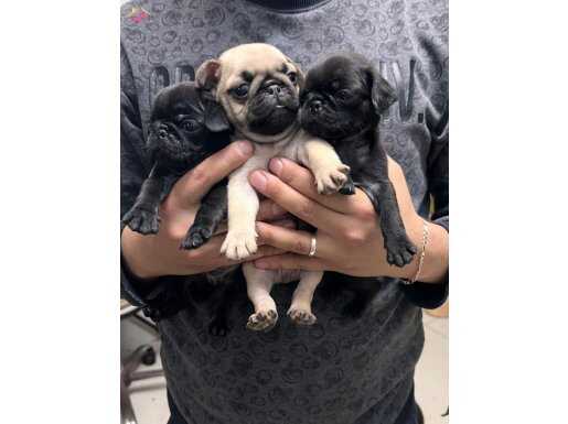 ERKEK PUG YAVRU ANNE ALTINDAN