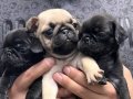 ERKEK PUG YAVRU ANNE ALTINDAN