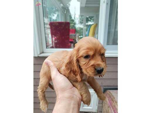 Orjinal İngiliz Cucır yavrular 