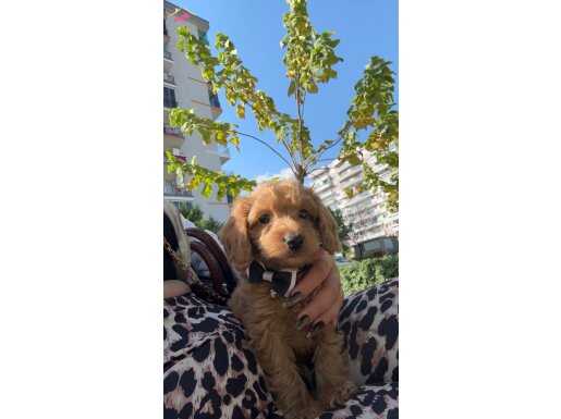 2.5 aylık tombiş erkek bebeğimize yuva arıyoruz 