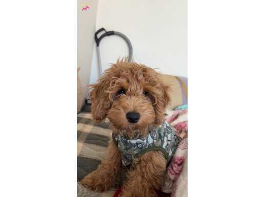 5 Aylık Premium Maltipoo