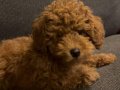 Toy poodle yavrumuz 