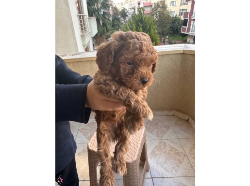 Henüz 45 günlükler ve max 1.5 kg olucaklar