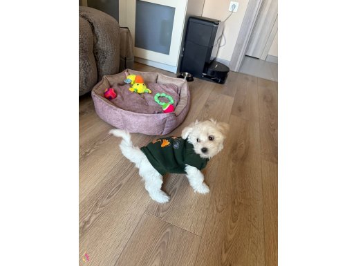 Safkan maltese beyaz