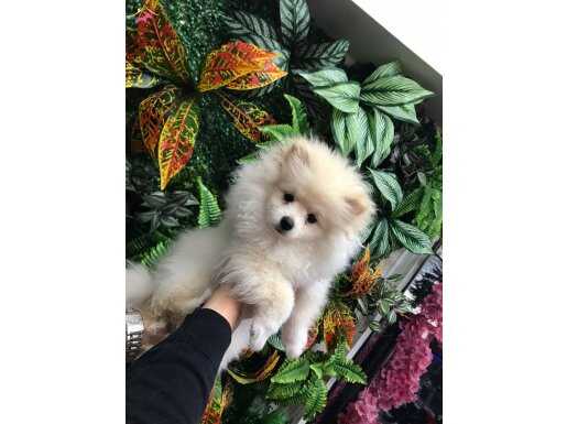 POMERİAN A KALİTE KARBEYAZ ERKEK YAVRU