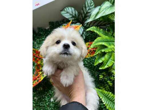 OYUNCU DİŞİ YAVRUMUZ HAVLAMAZ 