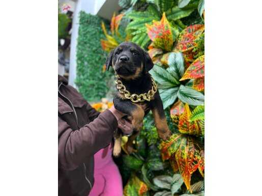 DEV MACAR ERKEK YAVRU