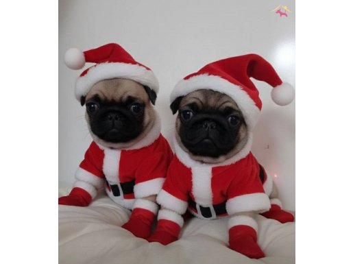 A KALİTE SIFIR BURUN PUG YAVRULAR