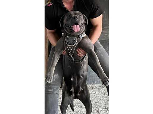 DİŞİ BLUE CANE CORSO