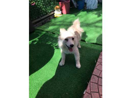 Ankara Çankaya'da Tuvalet Eğitimi Hazır Sosyal Karakterli Spitz Yavrusu