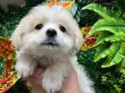 OYUNCU DİŞİ YAVRUMUZ HAVLAMAZ 