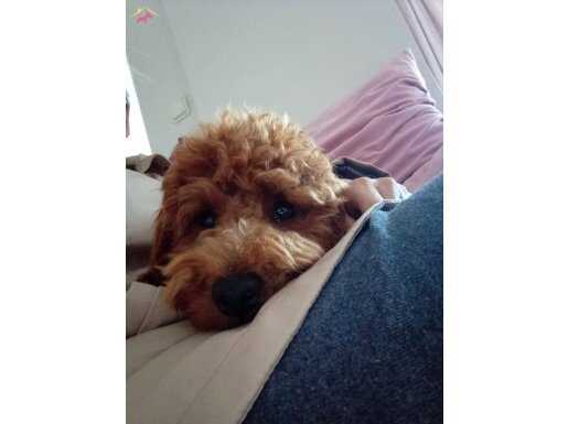 Tuvalet eğitimi olan 8 aylık aşıları tam poodle 