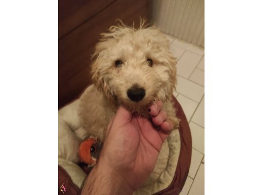 Aşırı insan düşkünü 