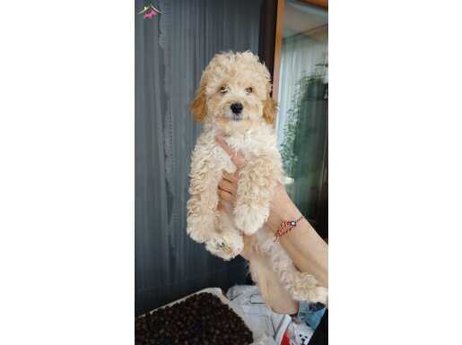 Kocaeli toy poodle yavrular 