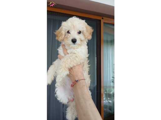 Kocaeli maltipoo dişi yavrular