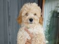 Kocaeli toy poodle yavrular 