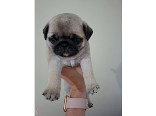 2 aylık dişi pug yavrusu,gül kuyruk,iç ve dış parazitleri ya