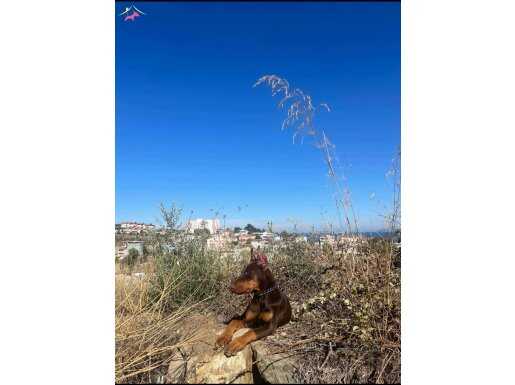 4 aylık doberman Yavrusu kahve rengi