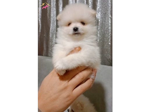 Pomerian erkek bebeğim 