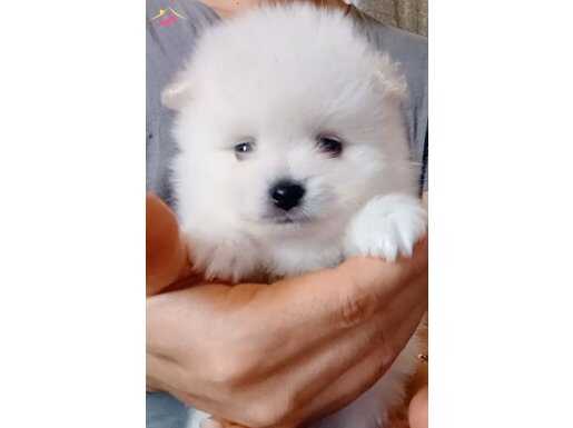 Pomerian bebeğim hemen teslim 