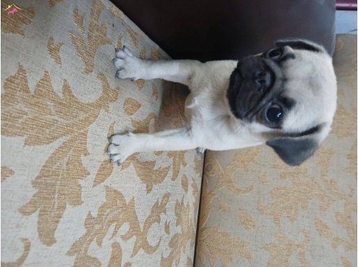 2 aylık pug yavrular 