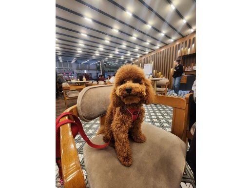 6 Aylık Toy Poodle Tüm Aşıları Tam!! 