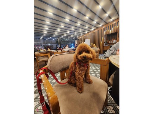 6 AYLIK  ORJİNAL TOY POODLE 