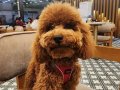 6 Aylık Toy Poodle Tüm Aşıları Tam!! 