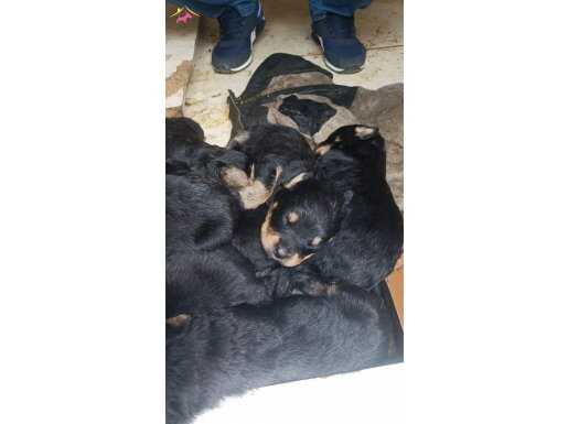 Rottweiler yavruları 