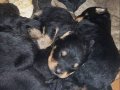 Rottweiler yavruları 