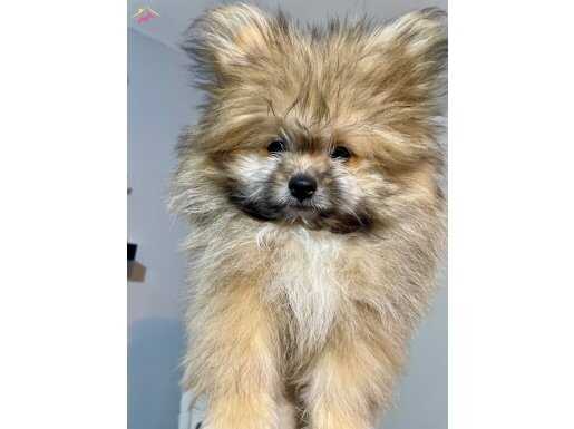 AYICIK SURAT PADA YENİ YUVASINI ARIYOR