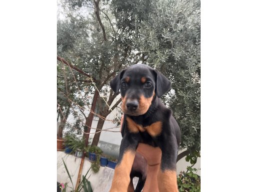 Doberman yavrusu 2 aylık aşıları yapıldı