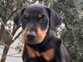 Doberman yavrusu 2 aylık aşıları yapıldı