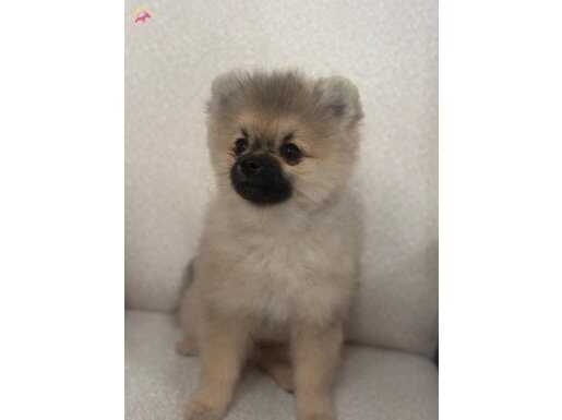 Pomerian boo 3 aylık erkek 