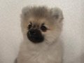 Pomerian boo 3 aylık erkek 